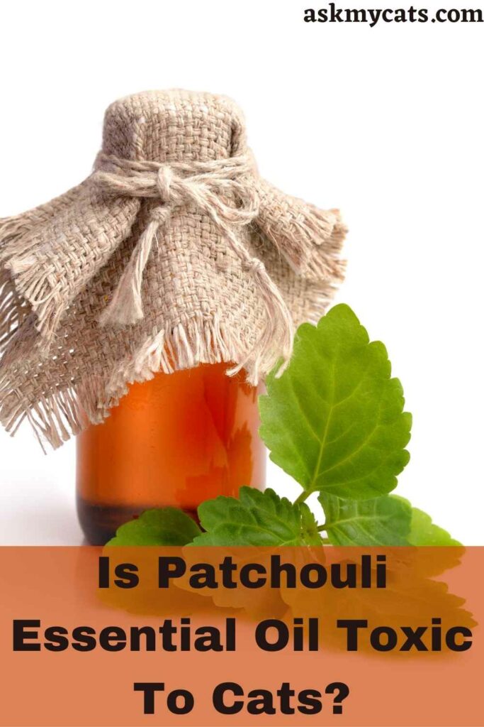 Is Patchouli Oil Safe For Cats? 