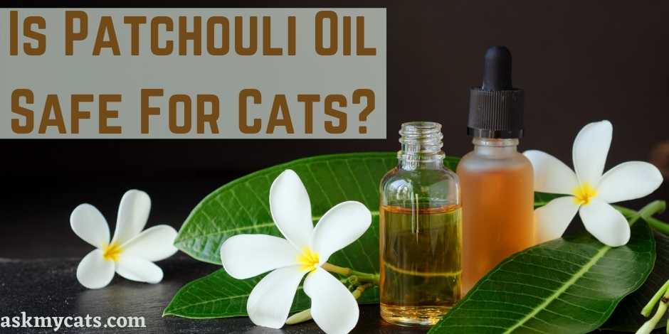 Is Patchouli Oil Safe For Cats?