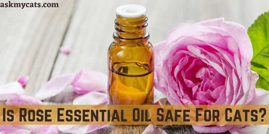 Is Rose Essential Oil Safe For Cats?