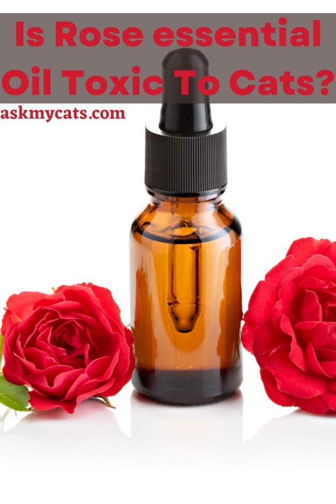 Is Rose essential Oil Toxic To Cats?