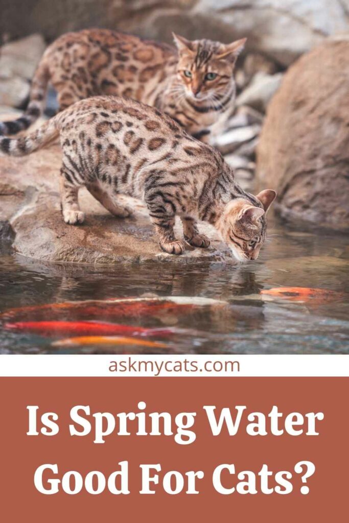 Is Spring Water Good For Cats?