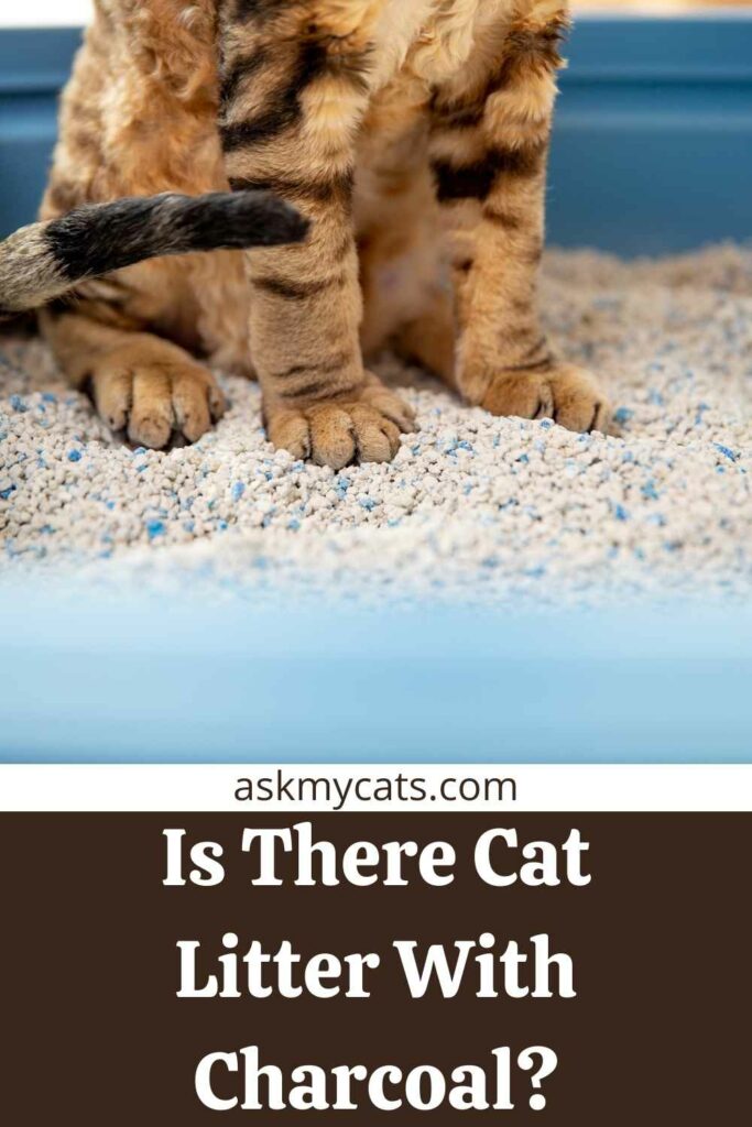 Is There Cat Litter With Charcoal?