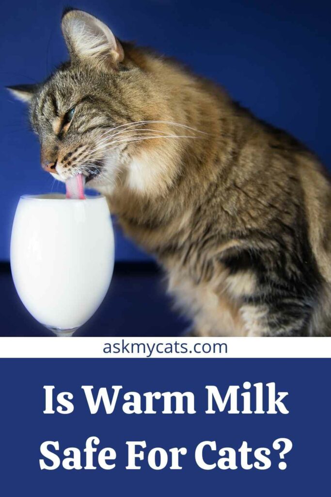 Can cats have warm milk sale