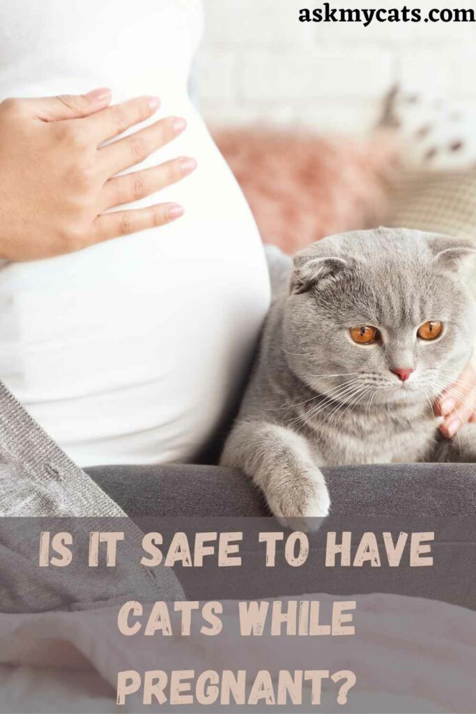 Is it safe to have cats while pregnant?