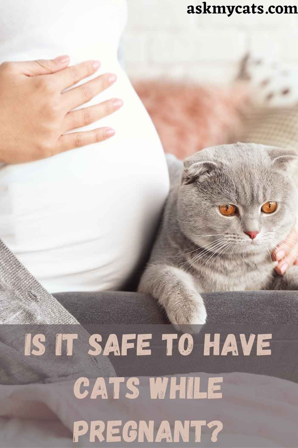 Can You Have A Cat When Pregnant?