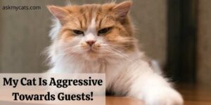 My Cat Is Aggressive Towards Guests! How To Teach Them A Lesson?
