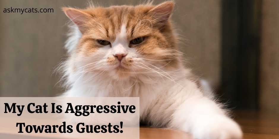 My Cat Is Aggressive Towards Guests