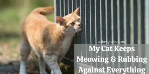 My Cat Keeps Meowing & Rubbing Against Everything! How To Stop Them?