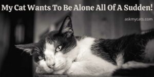 My Cat Wants To Be Alone All Of A Sudden! Why Do They Isolate Themselves?