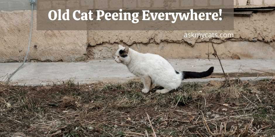 Elderly cat shop peeing on carpet