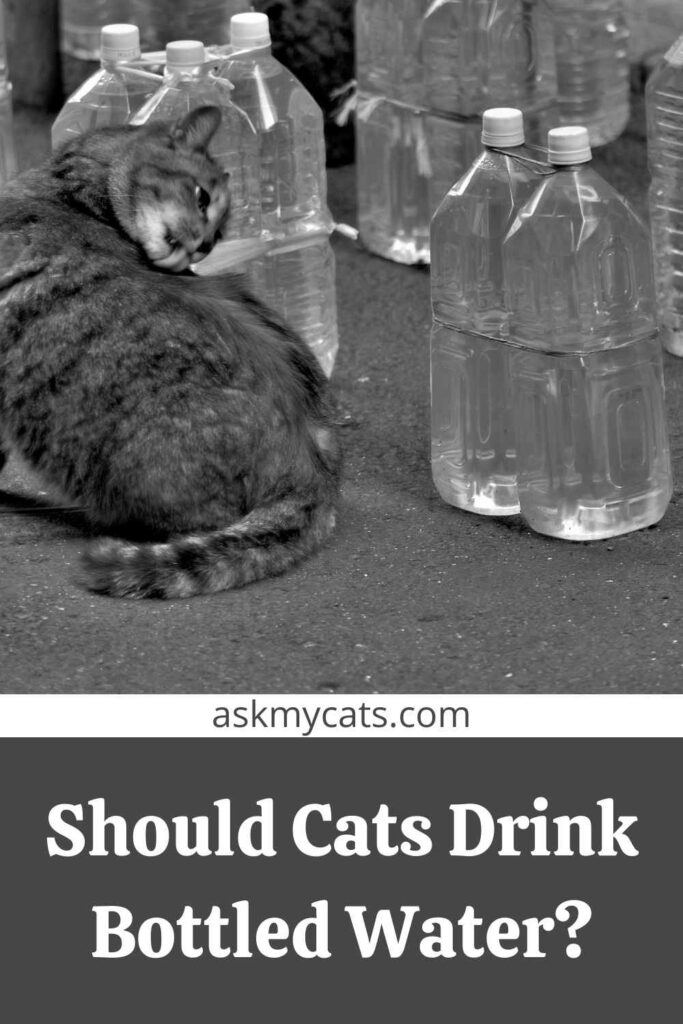 Should Cats Drink Bottled Water?