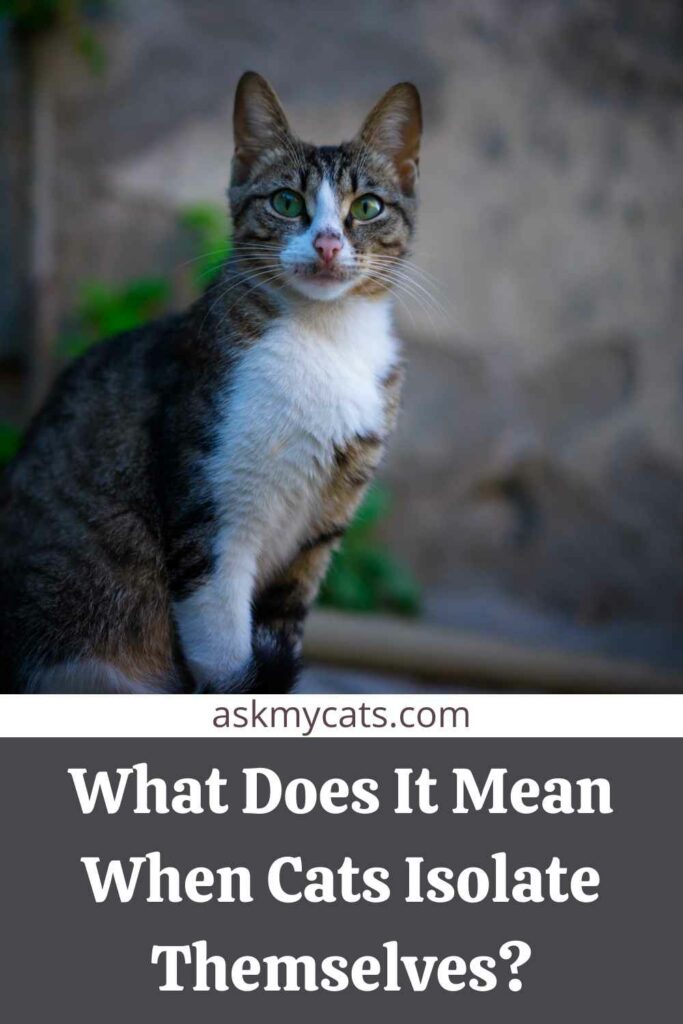What Does It Mean When Cats Isolate Themselves?