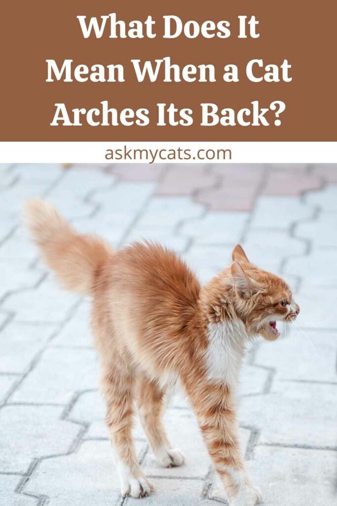 What Does It Mean When a Cat Arches Its Back?