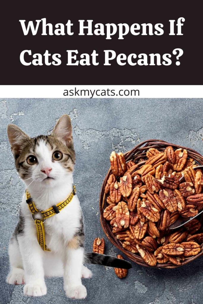 What Happens If Cats Eat Pecans?