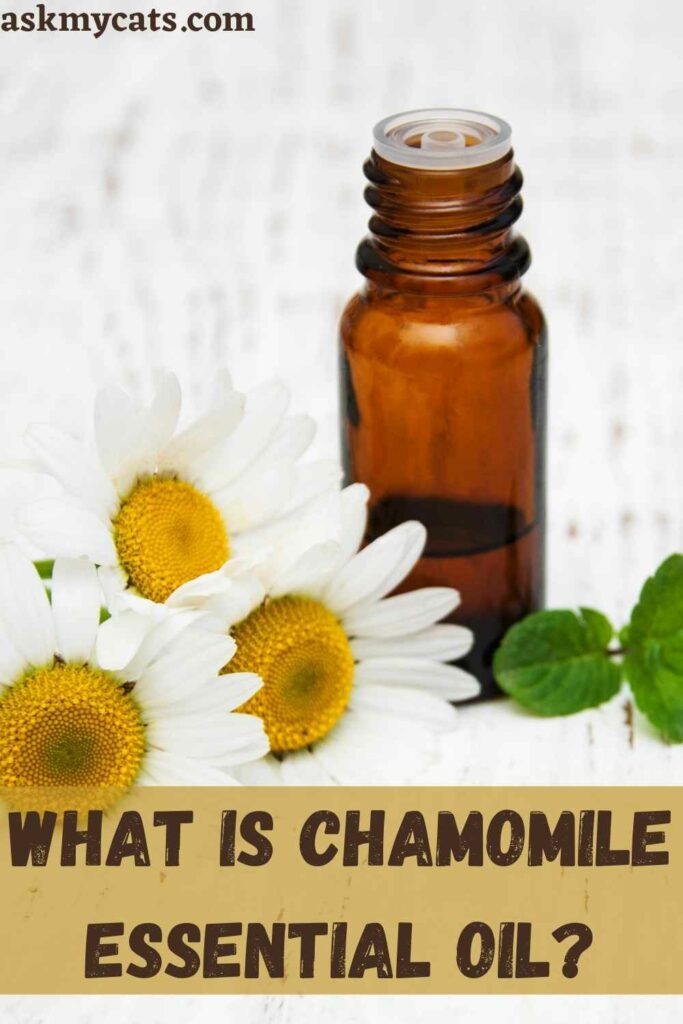 What Is Chamomile Essential Oil?