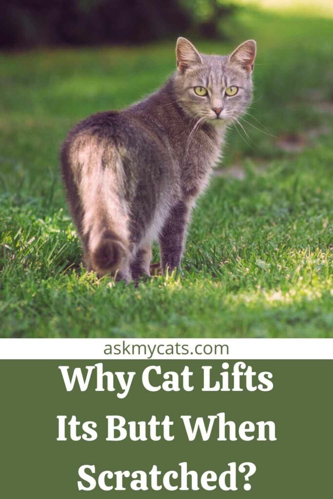 Why Cat Lifts Its Butt When Scratched?