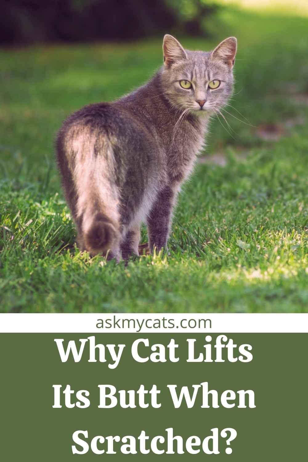 Why Do Cats Lift Their Bum When You Pet Them?