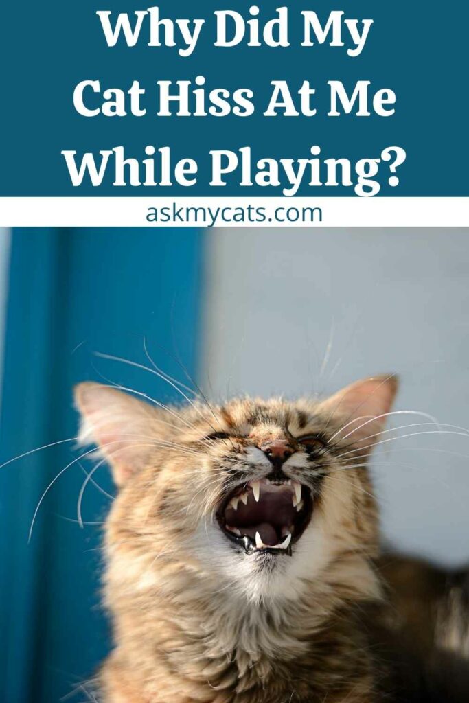 Why Did My Cat Hiss At Me While Playing?