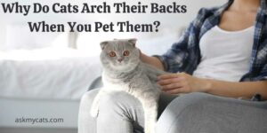 Why Do Cats Arch Their Backs When You Pet Them? Ever Wonder Why They Do So?