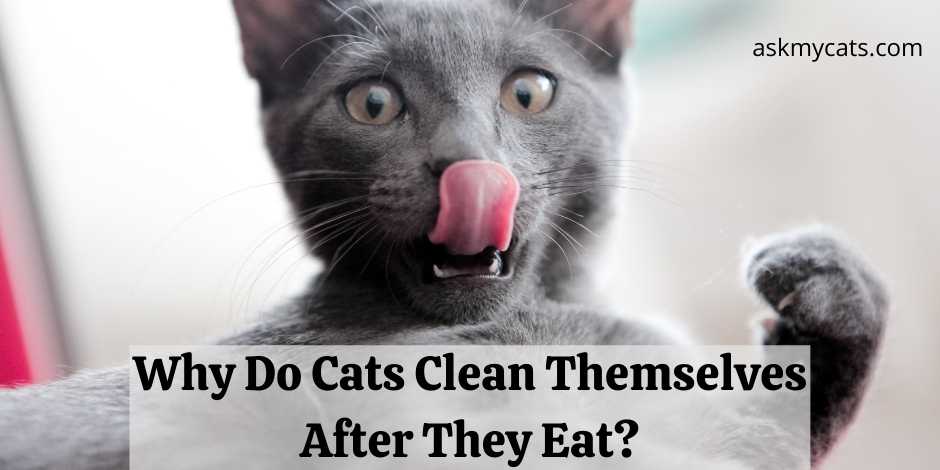 Why Do Cats Clean Themselves After They Eat