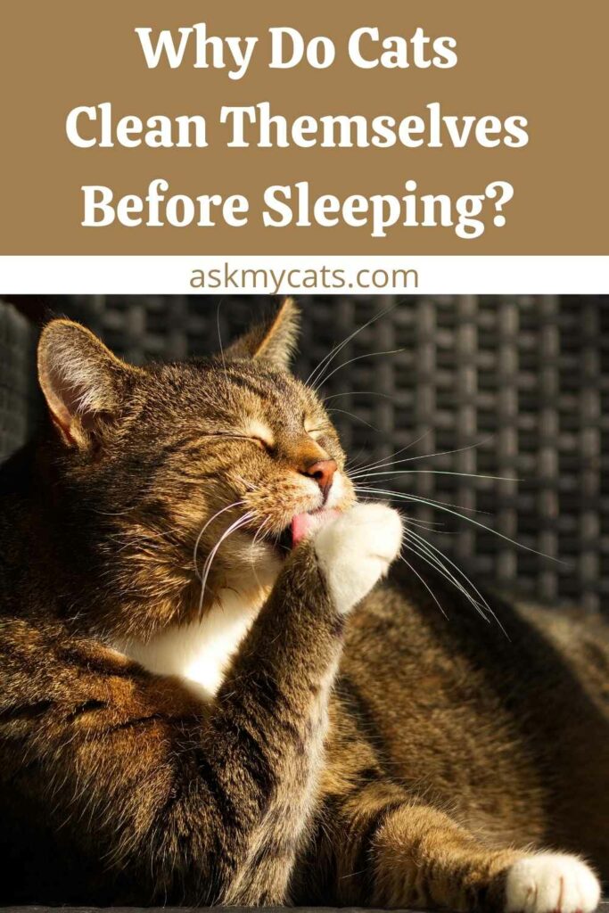 Why Do Cats Clean Themselves Before Sleeping?