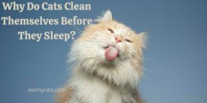 Why Do Cats Clean Themselves Before They Sleep? Is Cat Grooming Good?