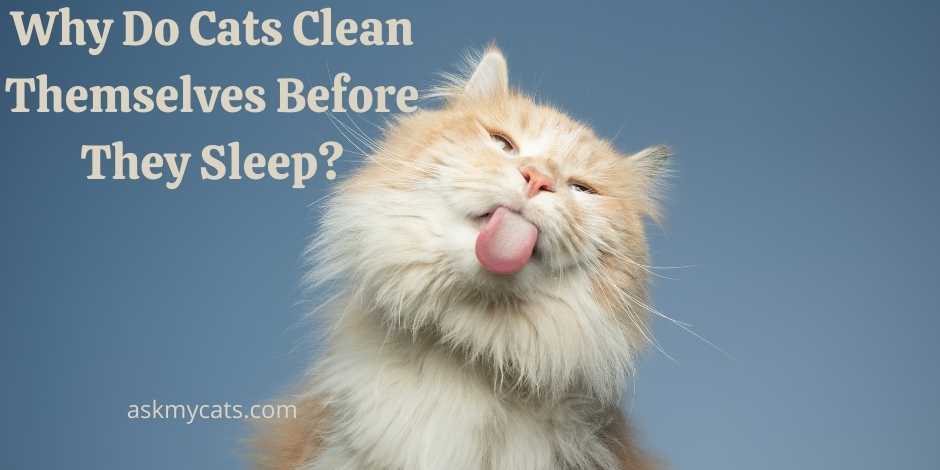 Why Do Cats Clean Themselves Before They Sleep