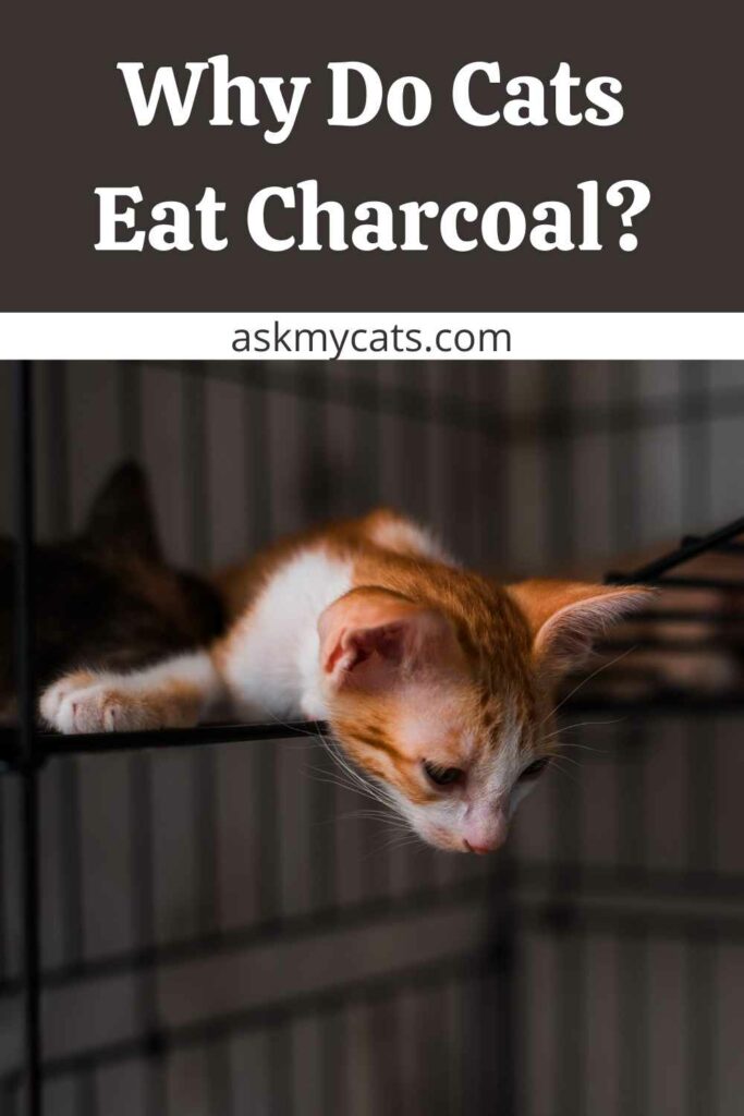 Why Do Cats Eat Charcoal?