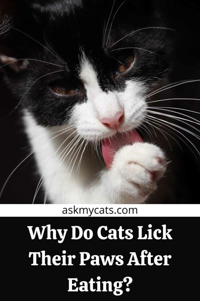 Why Do Cats Lick Their Paws After Eating?