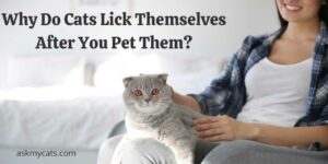 Why Do Cats Lick Themselves After You Pet Them? Know The Secret