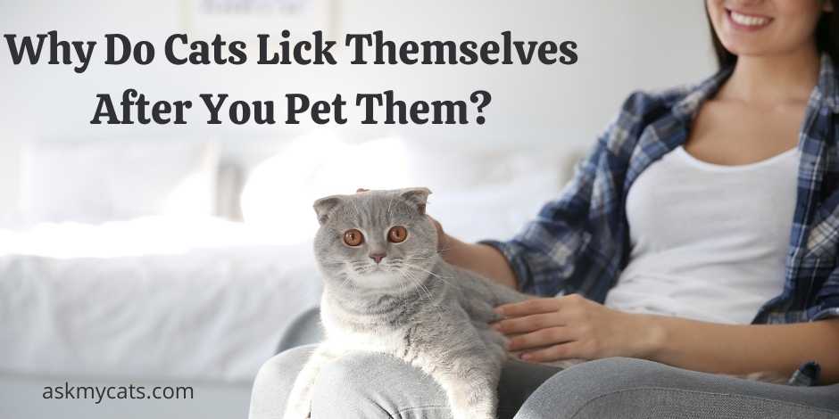 Why Do Cats Lick Themselves After You Pet Them