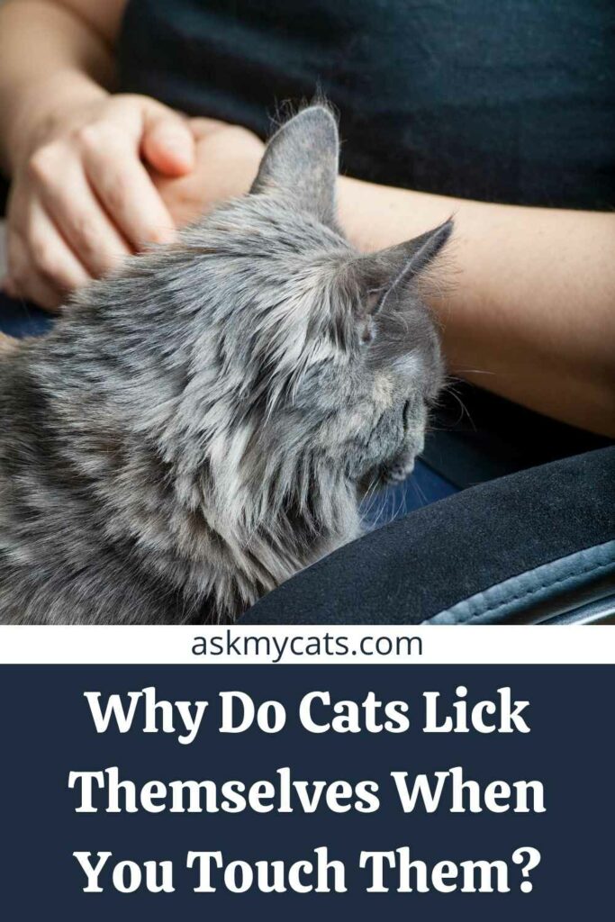 Why Do Cats Lick Themselves When You Touch Them?