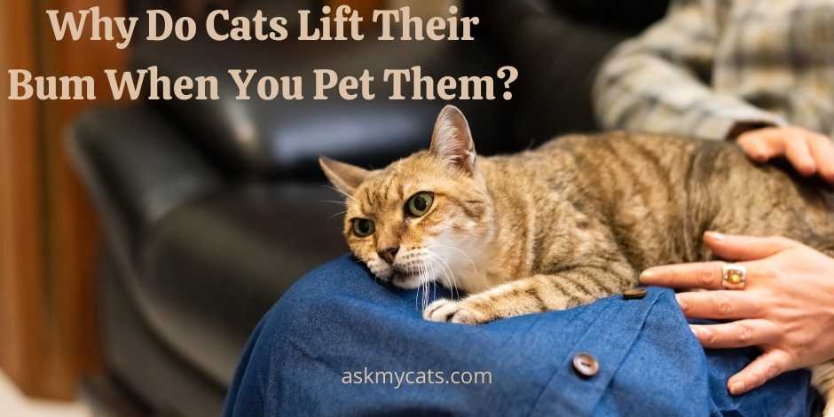 Why Do Cats Lift Their Bum When You Pet Them