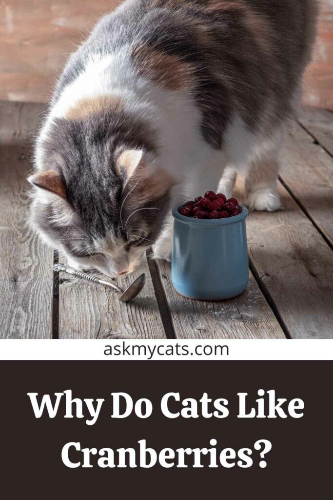 Why Do Cats Like Cranberries?