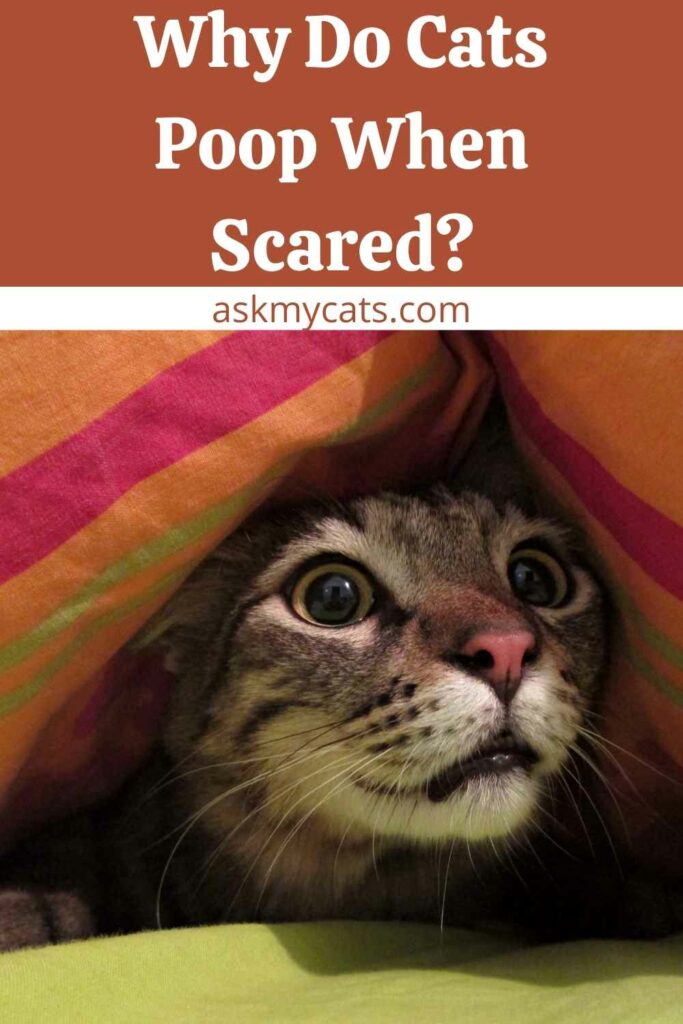 Why Do Cats Poop When Scared?