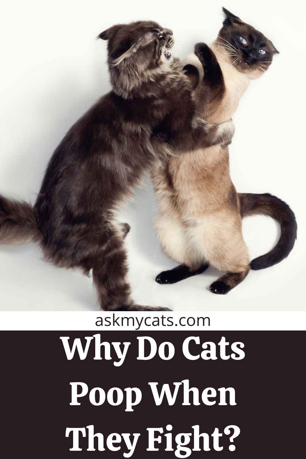 Do Cat Poops On Floor When Angry? How To Handle The Situation?