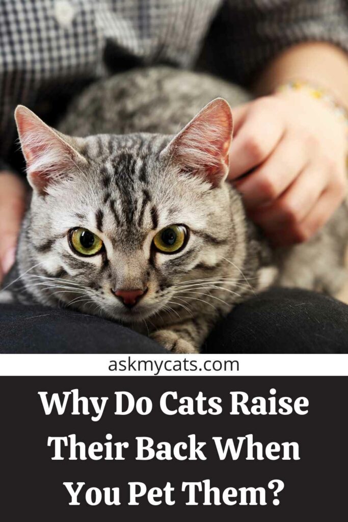 Why Do Cats Raise Their Back When You Pet Them?