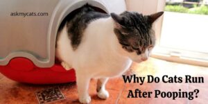 Why Do Cats Run After Pooping? How To Calm Them Down?