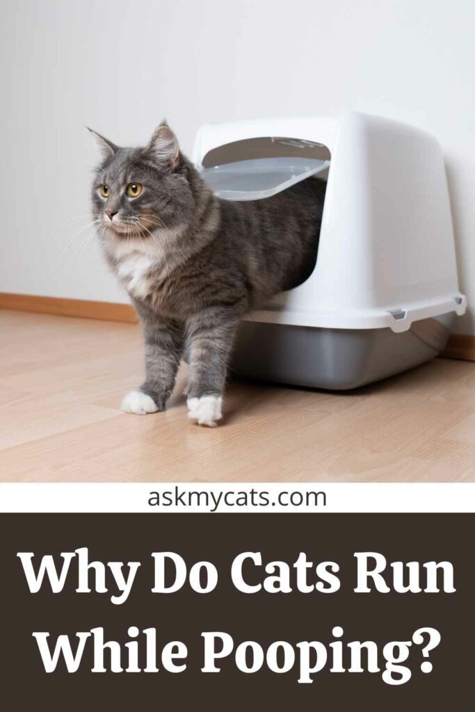 Cat Runs Out Of The Litter Box While Pooping Make A To Do List Now