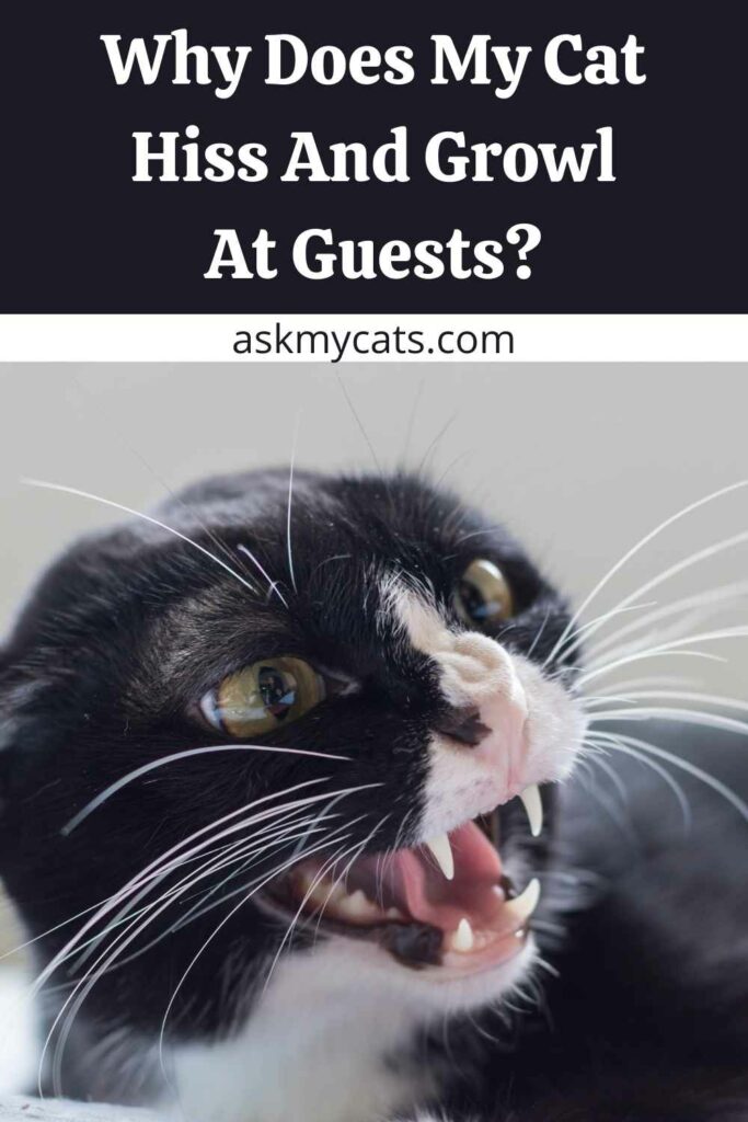 Why Does My Cat Hiss And Growl At Guests?