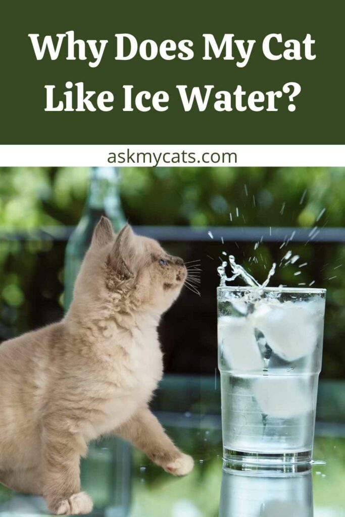 Why Does My Cat Like Ice Water?