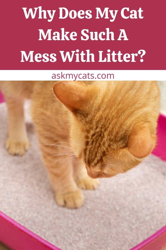 Why Does My Cat Make Such A Mess With Litter?