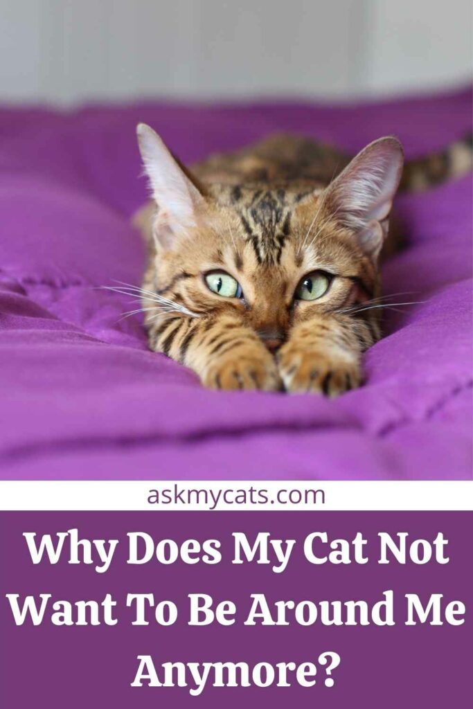 Why Does My Cat Not Want To Be Around Me Anymore?