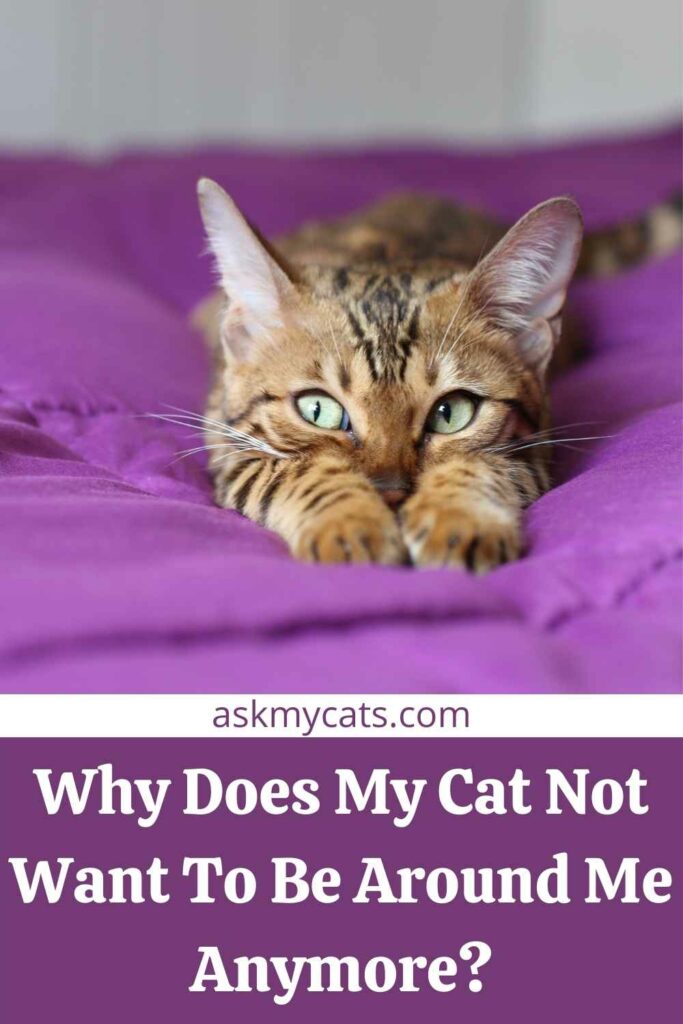 Why Is My Cat Ignoring Me All of a Sudden? Know These Reasons!