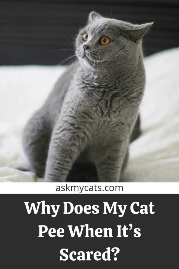 Why Does My Cat Pee When It’s Scared?