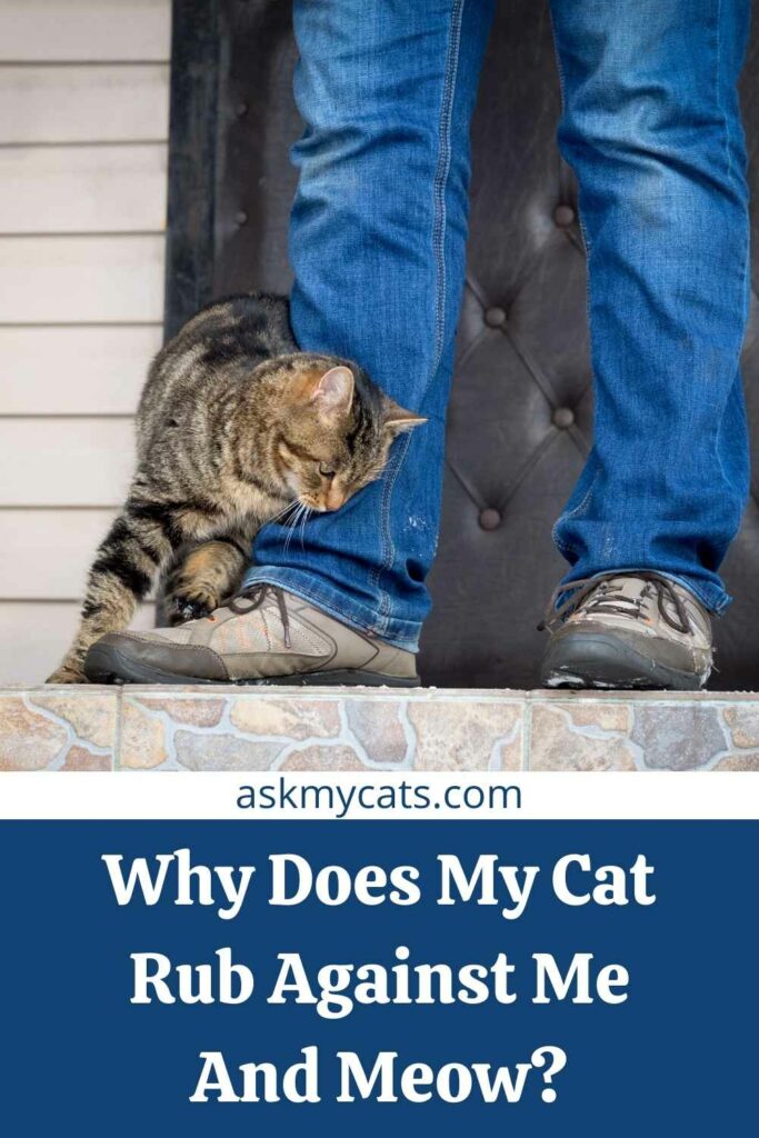 Why Does My Cat Rub Against Me And Meow?