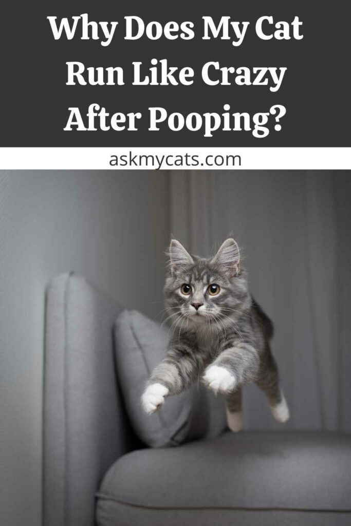 Why Does My Cat Run Like Crazy After Pooping?