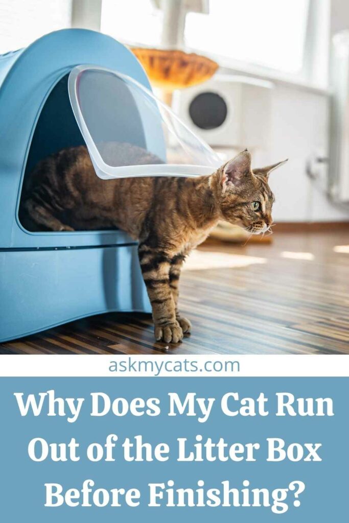 Why Does My Cat Run Out of the Litter Box Before Finishing?