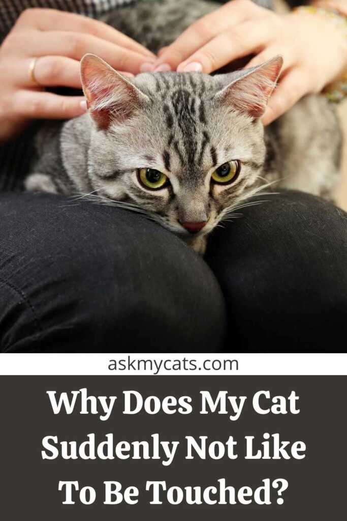 Why Does My Cat Suddenly Not Like To Be Touched?