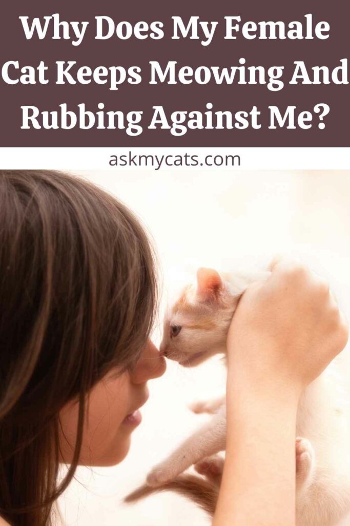 Why Does My Female Cat Keeps Meowing And Rubbing Against Me?